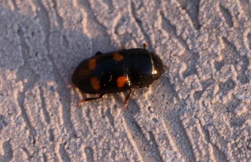 Glischrochilus hortensis